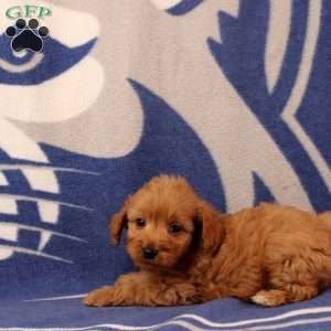 Ulrick, Mini Goldendoodle Puppy